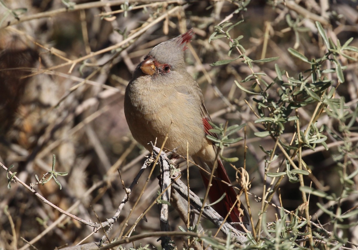 Pyrrhuloxia - ML646166540