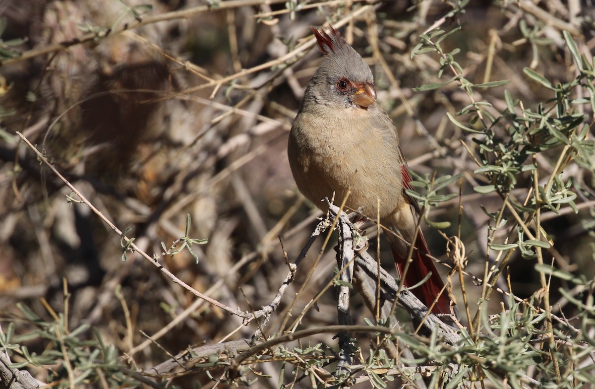 Pyrrhuloxia - ML646166541