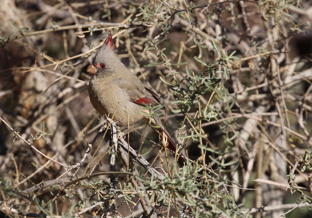 Pyrrhuloxia - ML646166542