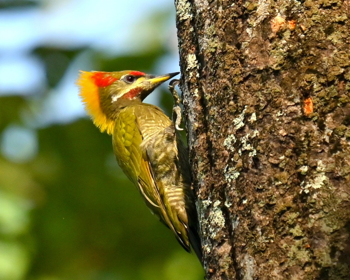 Pito Crestigualdo - ML646166544