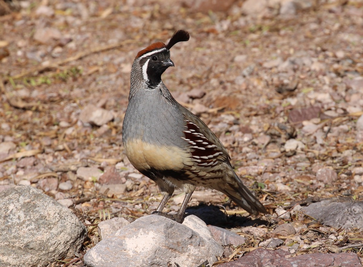 Gambel's Quail - ML646166547