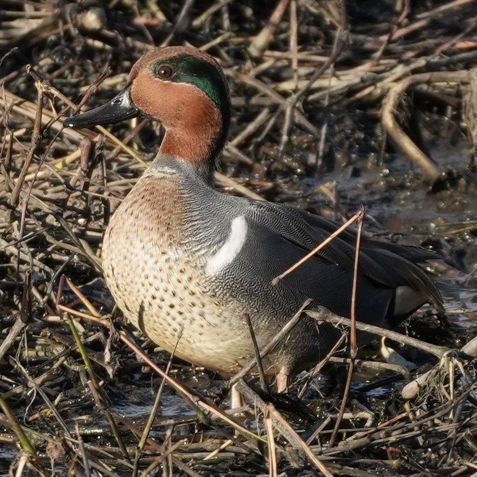 小水鴨 - ML646166551