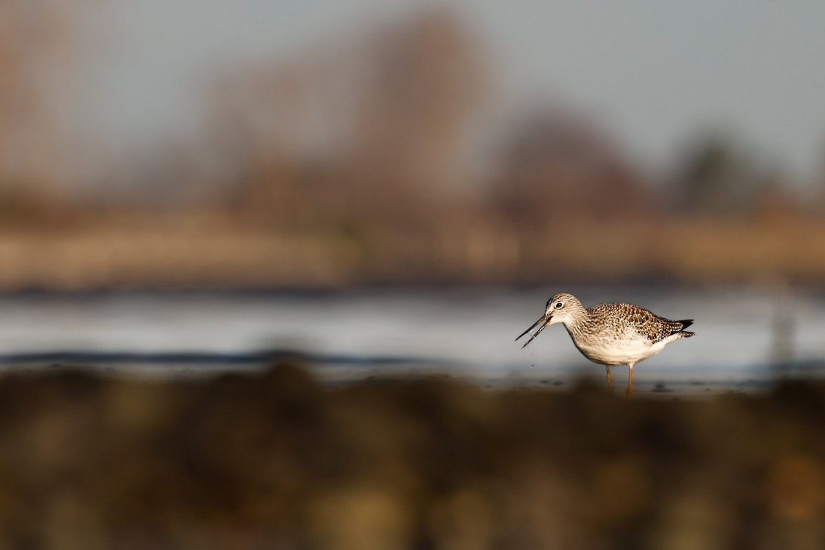 オオキアシシギ - ML646166552