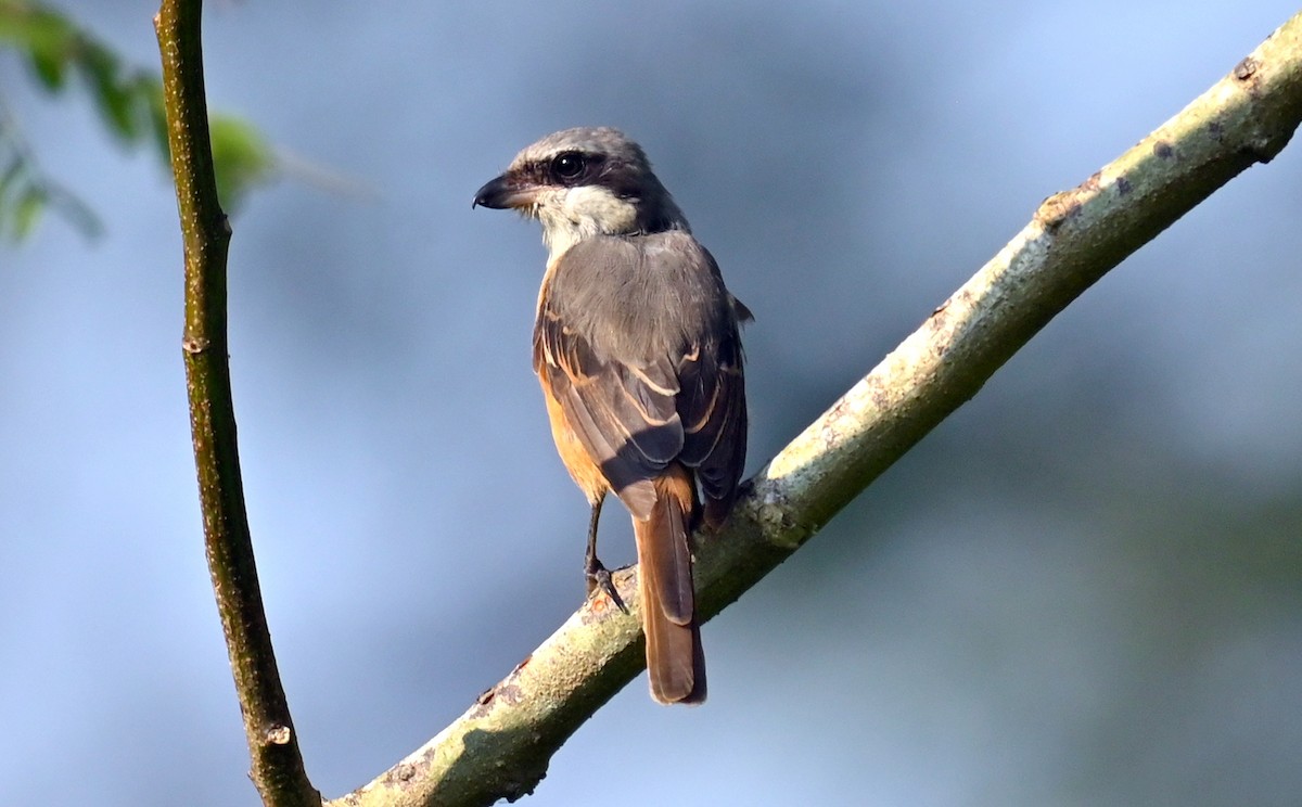 Gray-backed Shrike - ML646166554