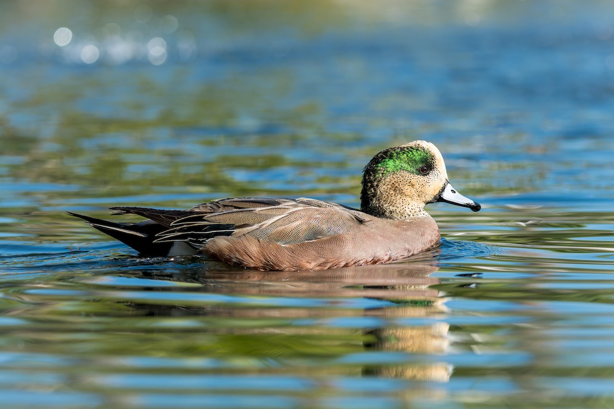 Свищ американський - ML646166559