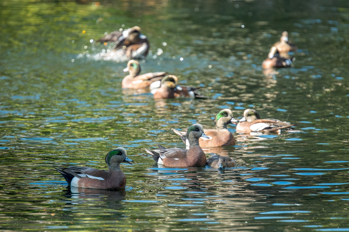 Свищ американський - ML646166564