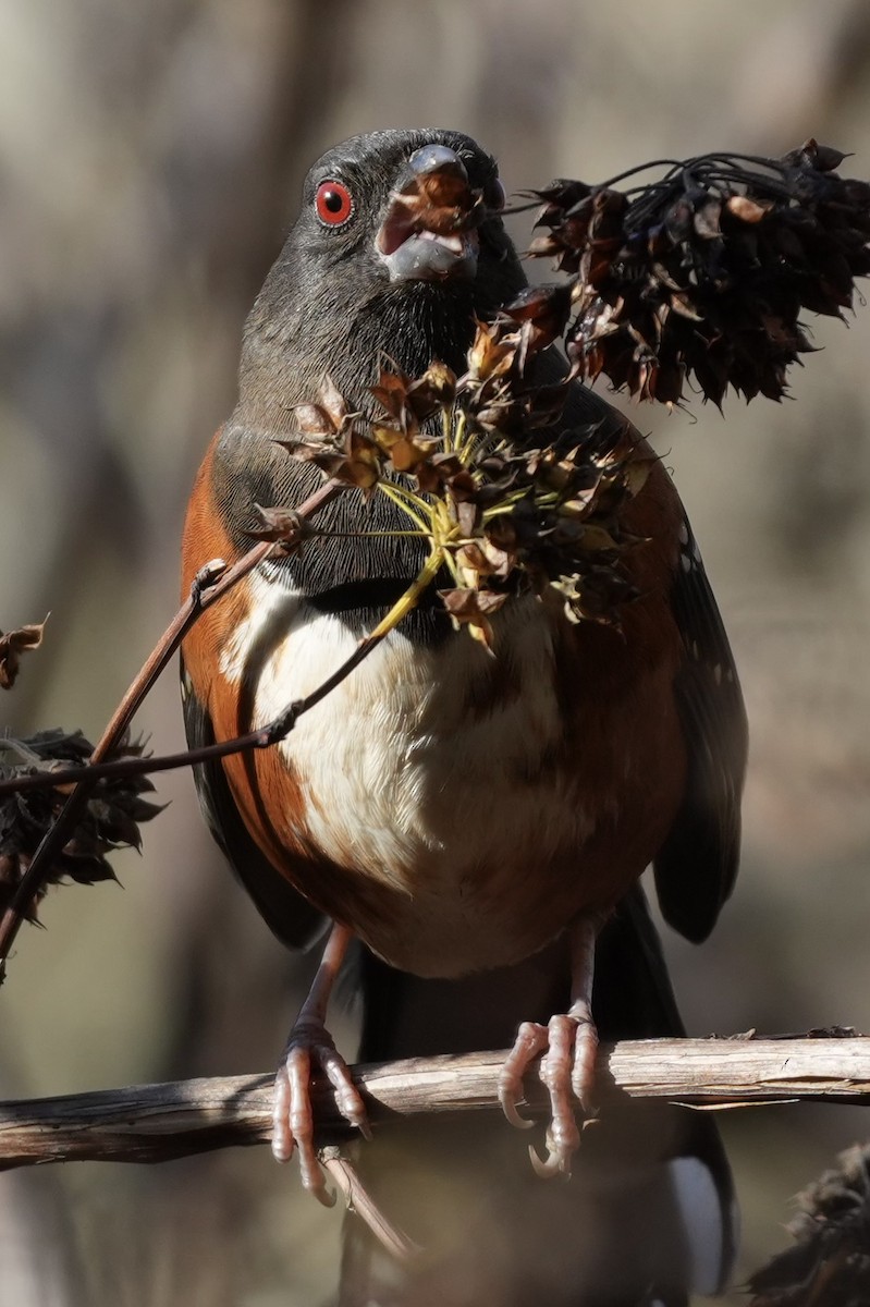 Spotted Towhee - ML646166566