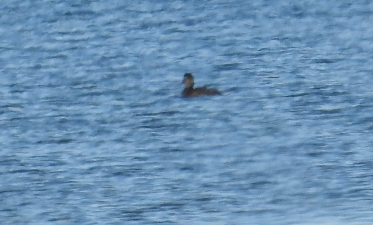 amerikasvartand - ML646166567