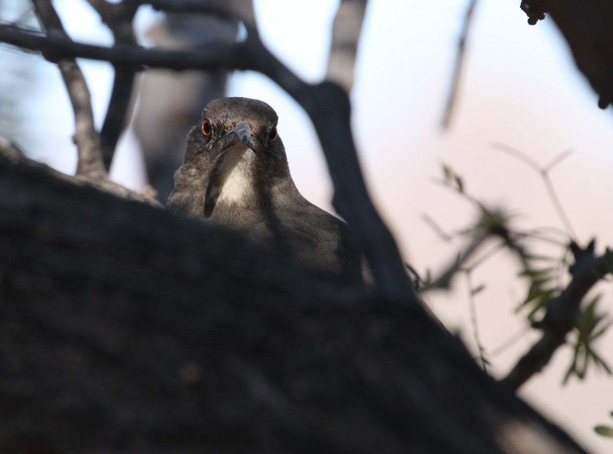 Curve-billed Thrasher - ML646166568