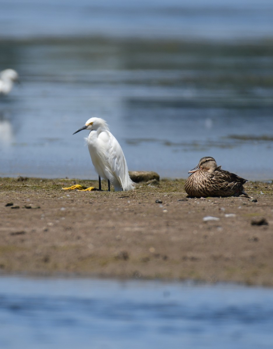 Snowy Egret - ML646166572