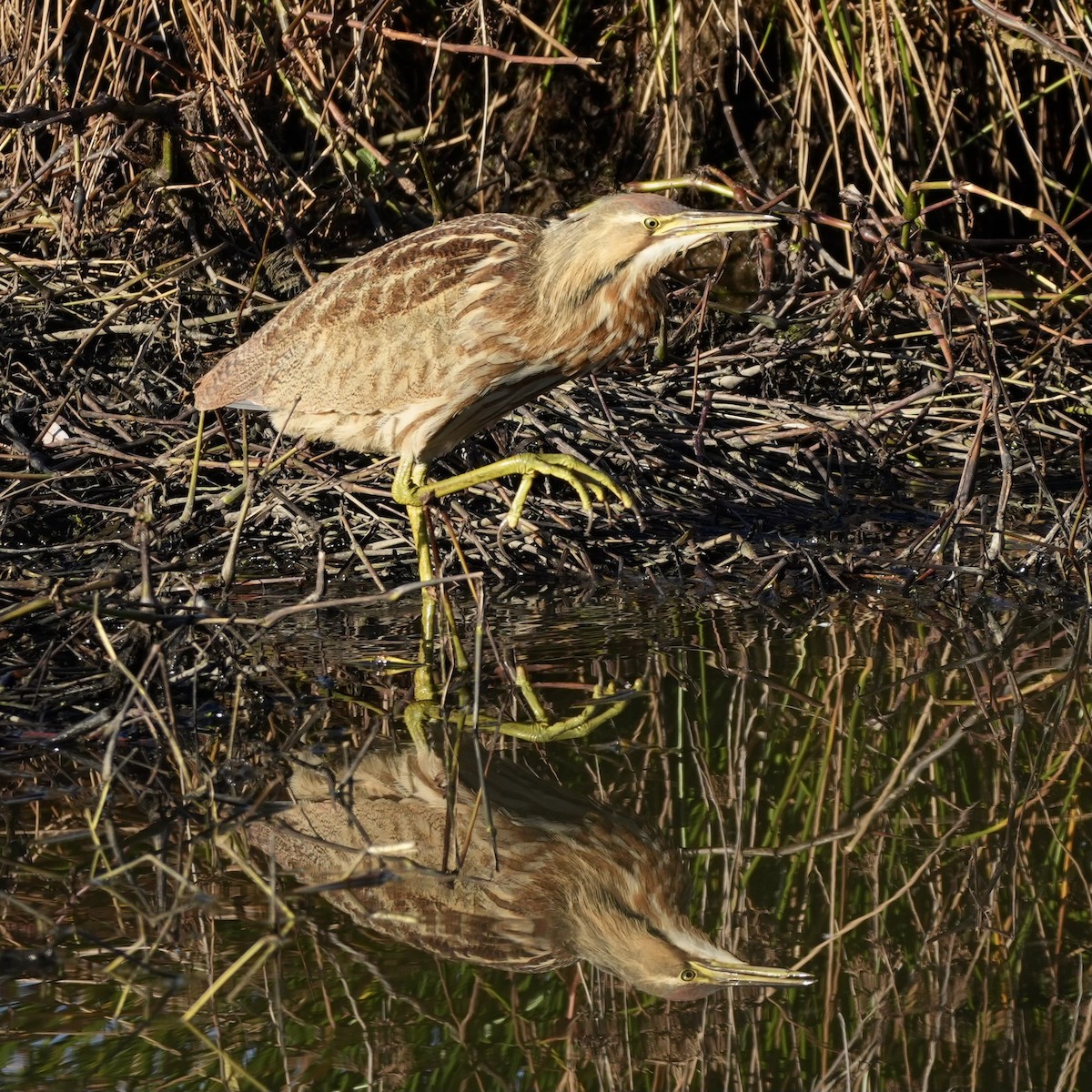 American Bittern - ML646166573