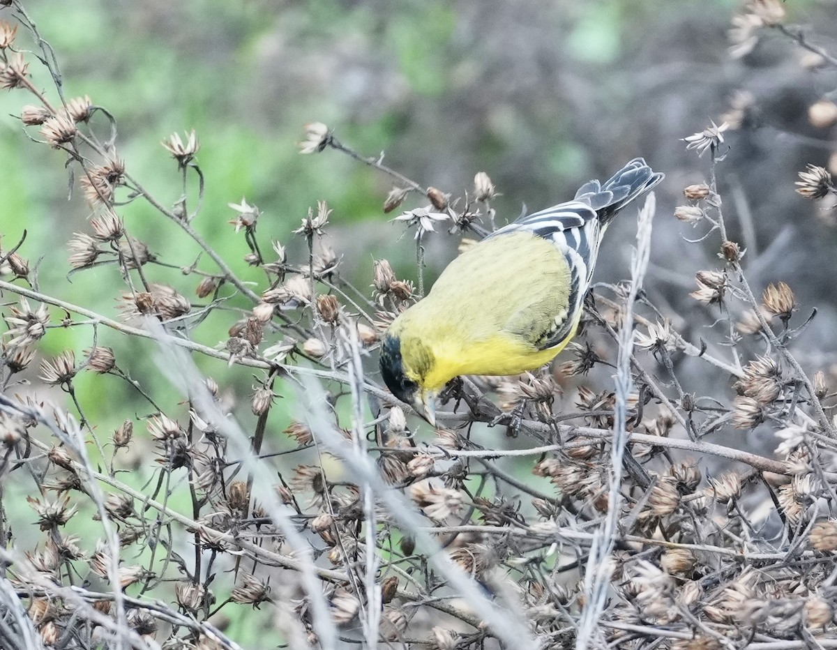 Lesser Goldfinch - ML646166574