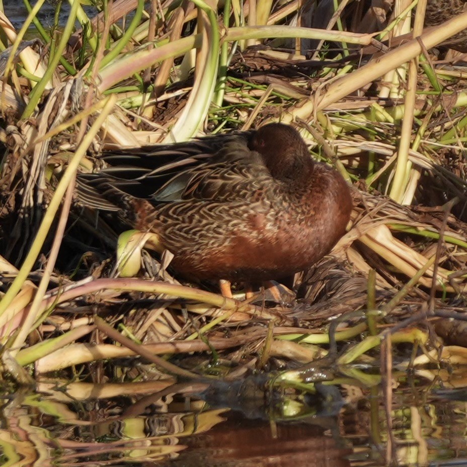 Cinnamon Teal - ML646166591