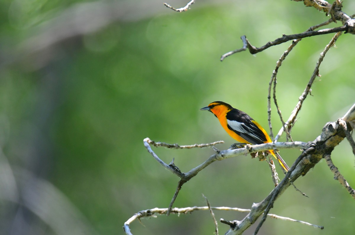 Bullock's Oriole - ML646166592