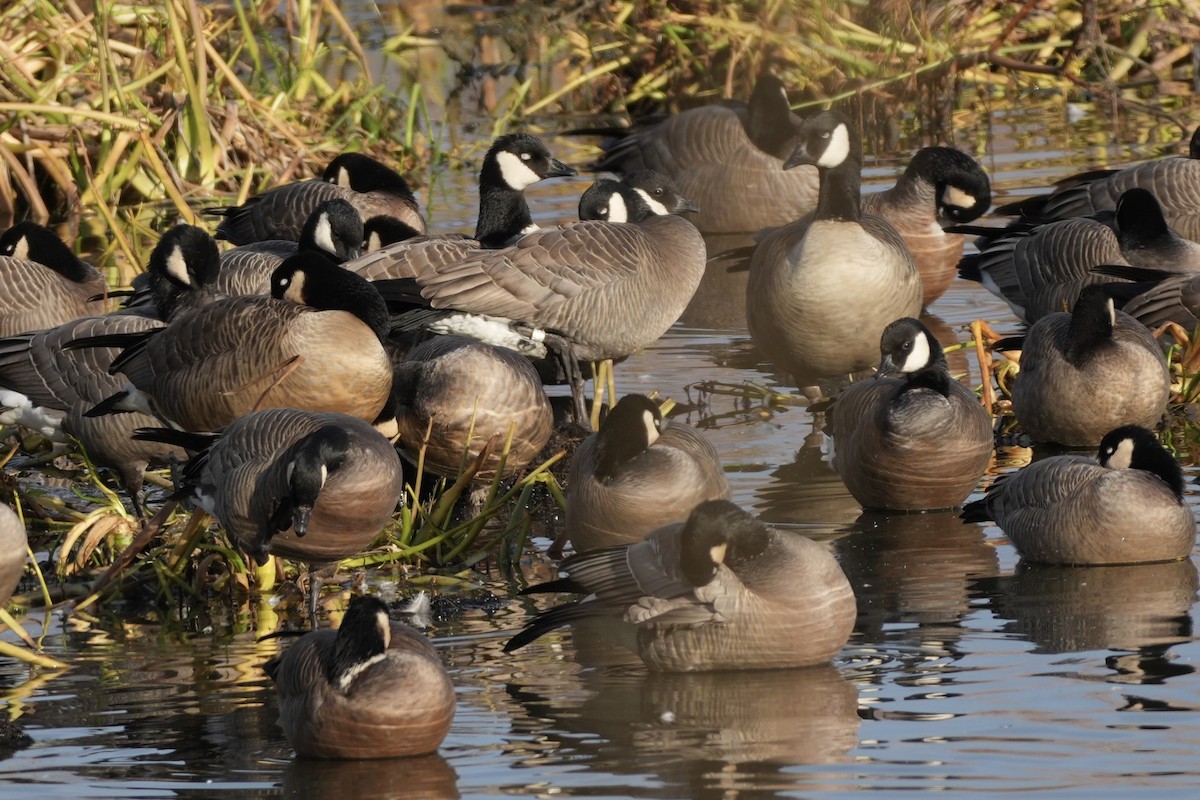 小加拿大雁 - ML646166593