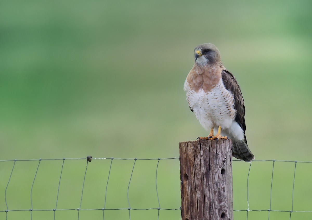 Swainson's Hawk - ML646166596