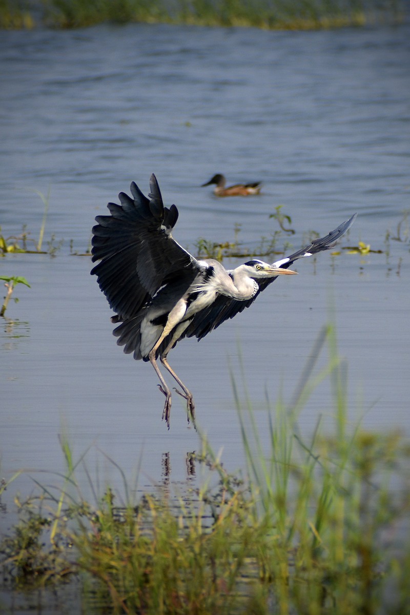 Gray Heron - ML646166597