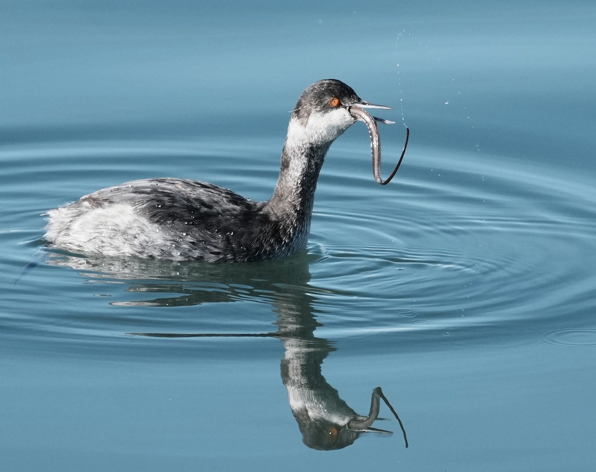 Eared Grebe - ML646166601