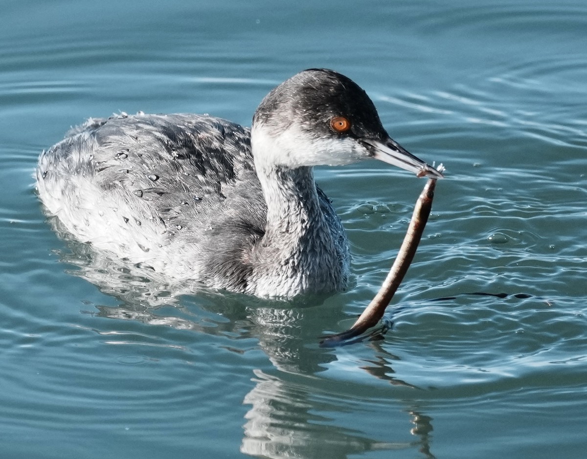 Eared Grebe - ML646166602