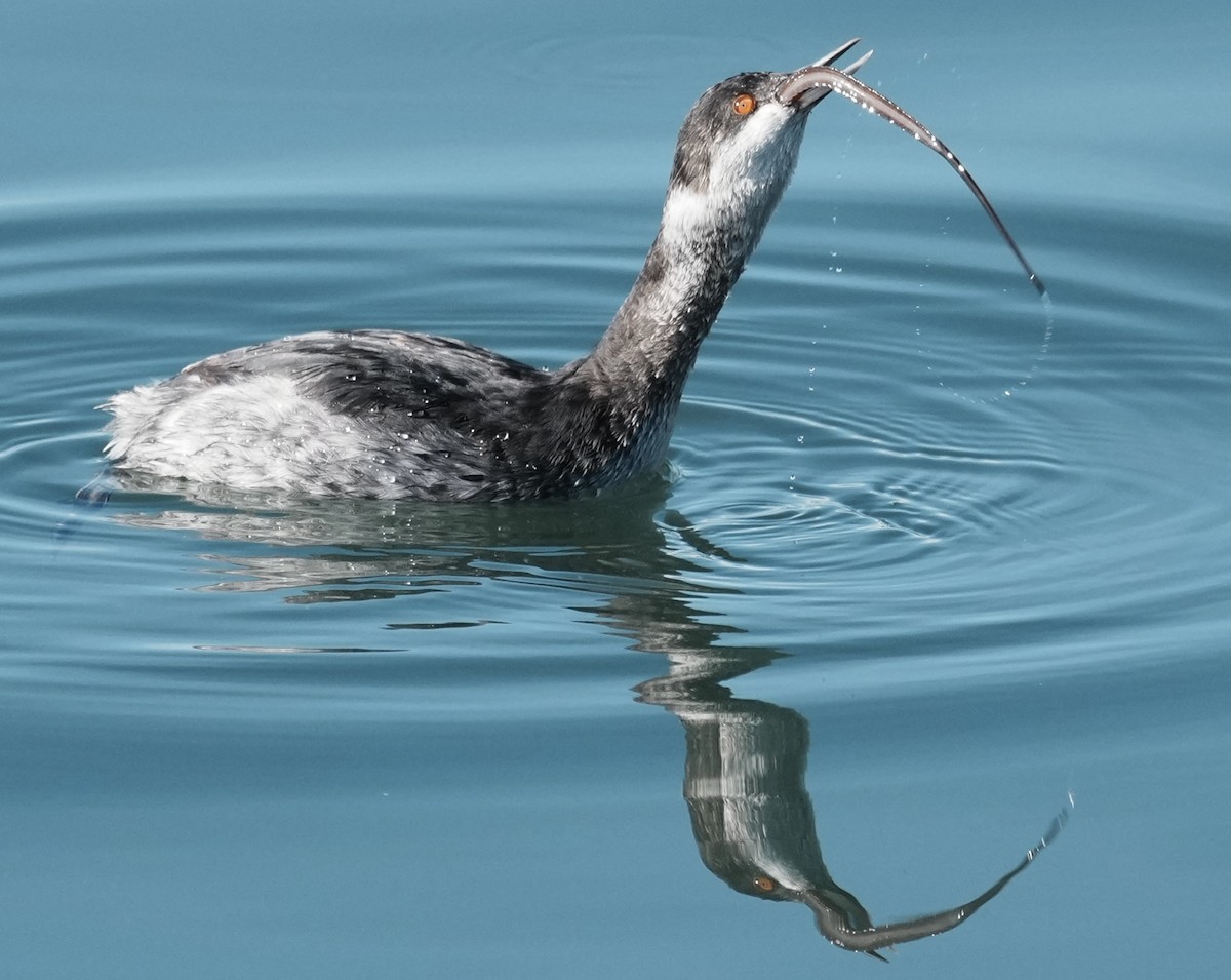 Eared Grebe - ML646166603