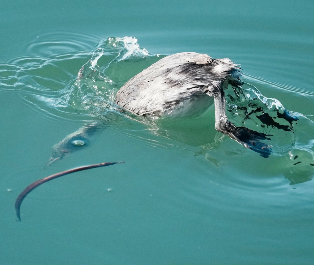 Eared Grebe - ML646166604