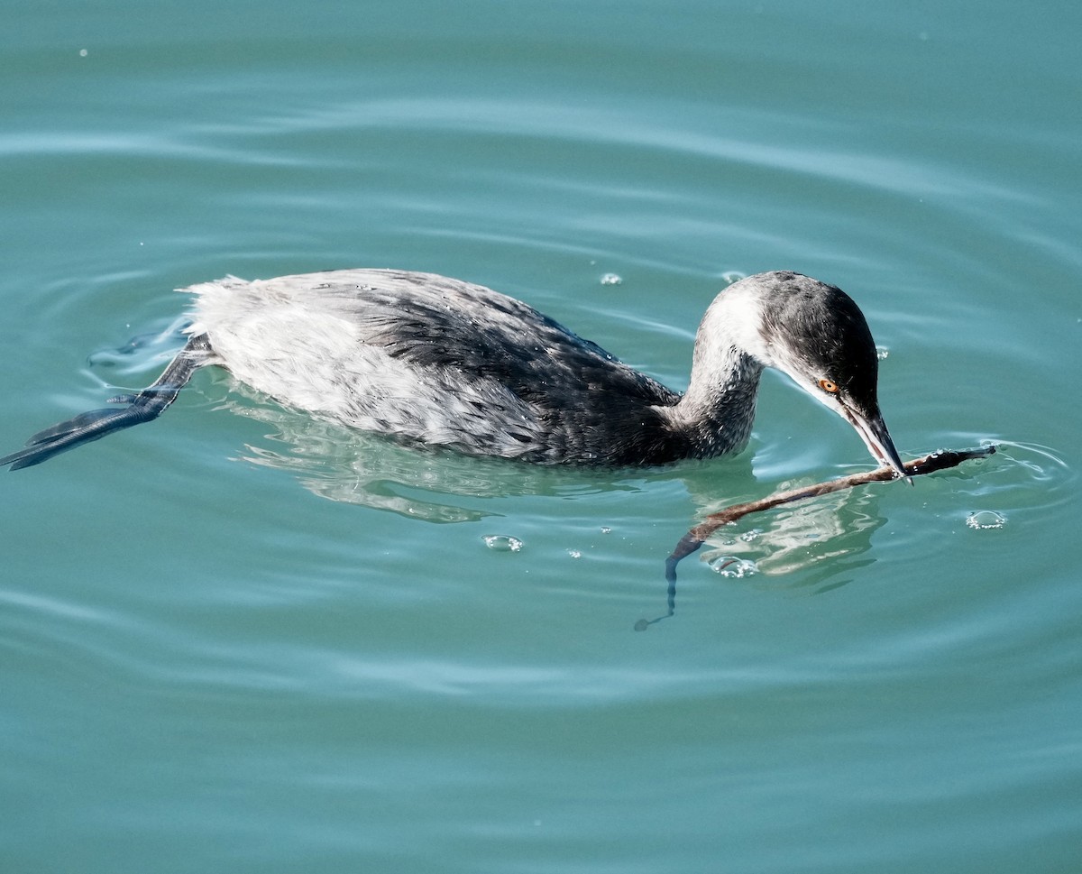 Eared Grebe - ML646166605