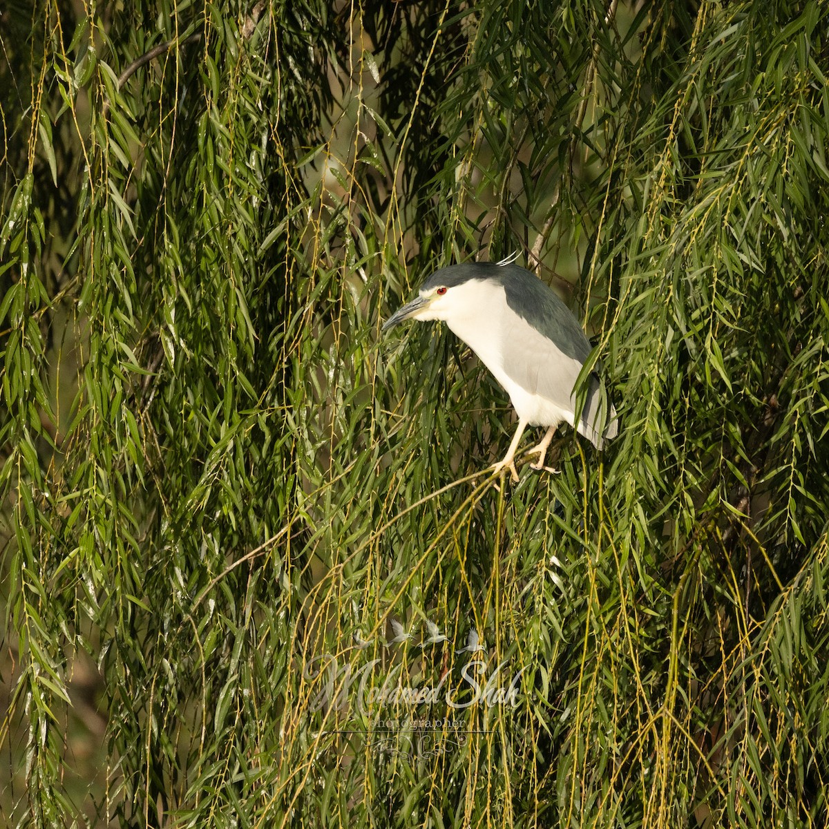Black-crowned Night Heron (Eurasian) - ML646166612