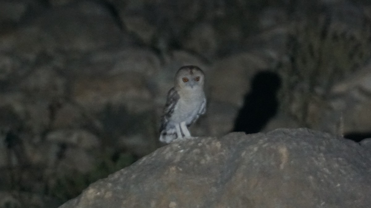 Desert Owl - ML646166613