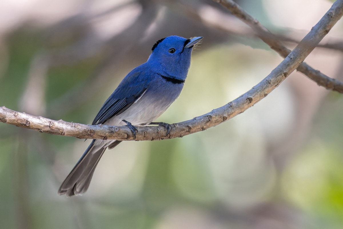 Black-naped Monarch - ML646166617