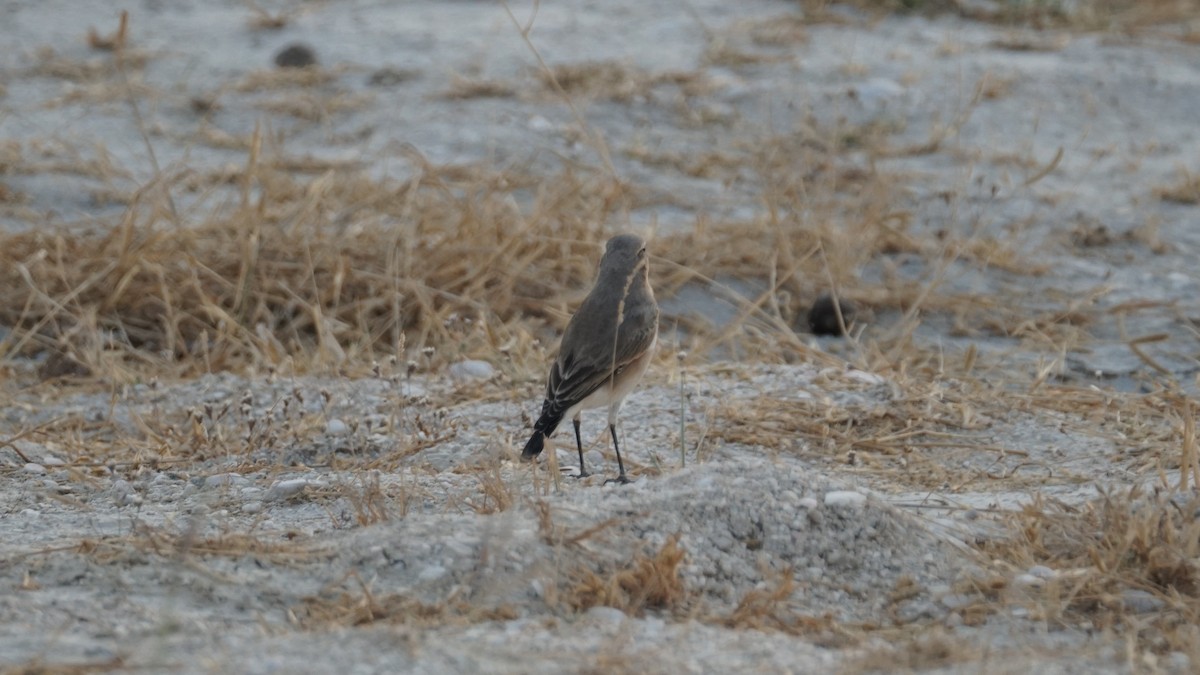 Isabelline Wheatear - ML646166620