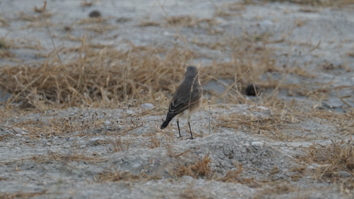 Isabelline Wheatear - ML646166622