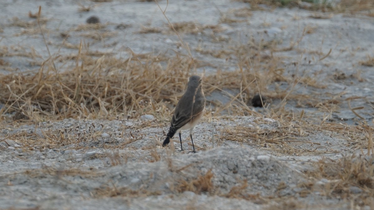 Isabelline Wheatear - ML646166623