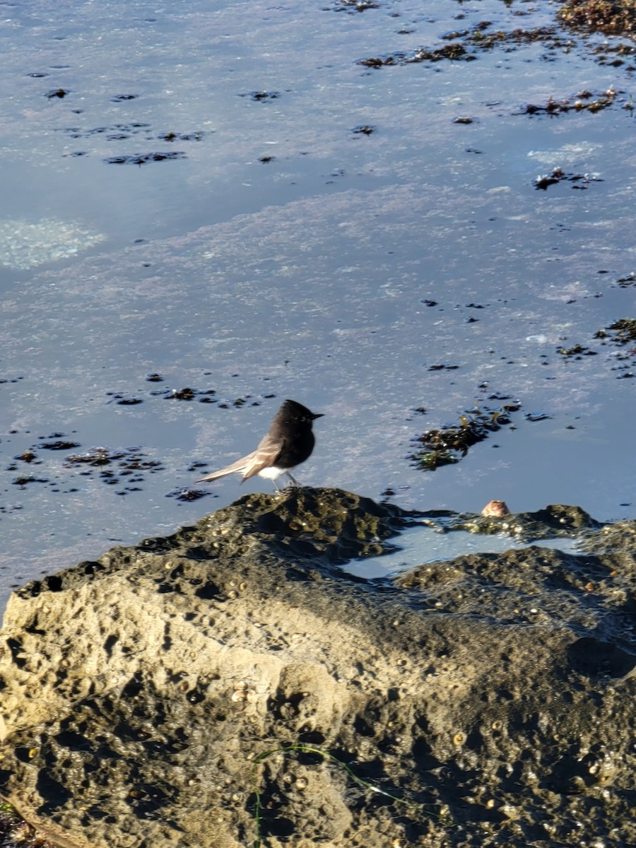 Black Phoebe - ML646166626