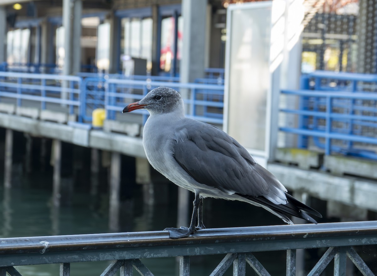Heermann's Gull - ML646166628