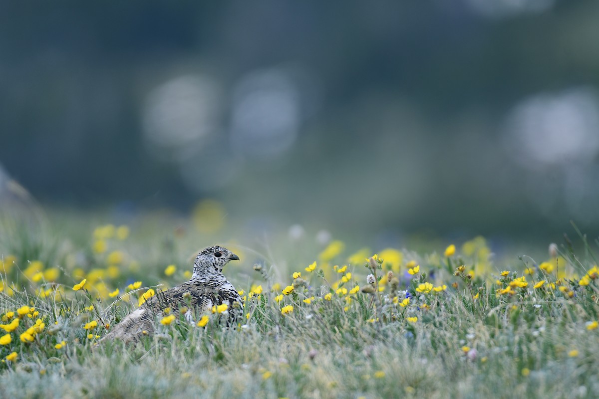 White-tailed Ptarmigan - ML646166629