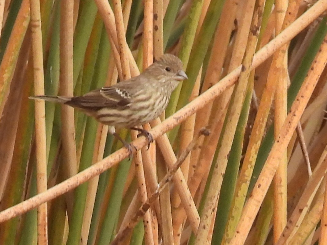 House Finch - ML646166632
