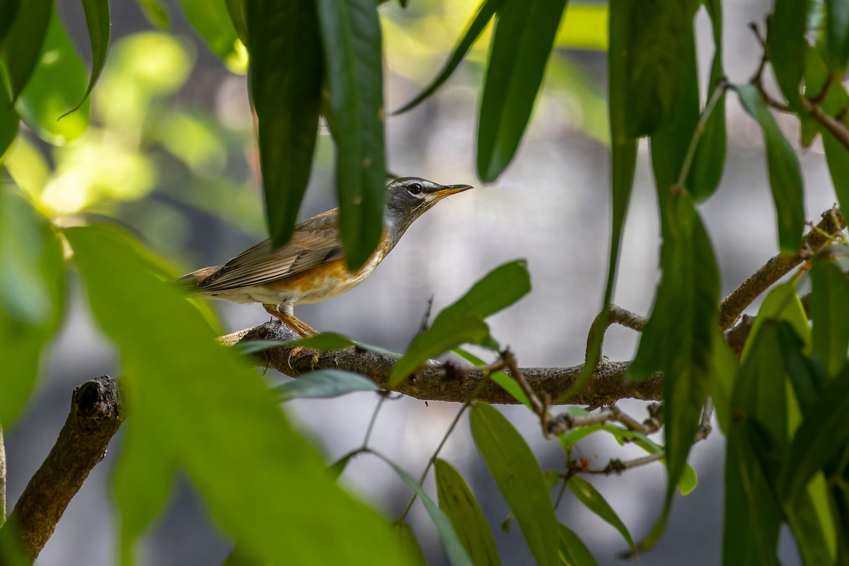 Eyebrowed Thrush - ML646166633