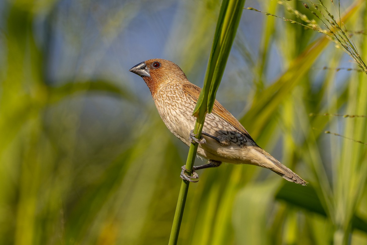 Scaly-breasted Munia - ML646166634