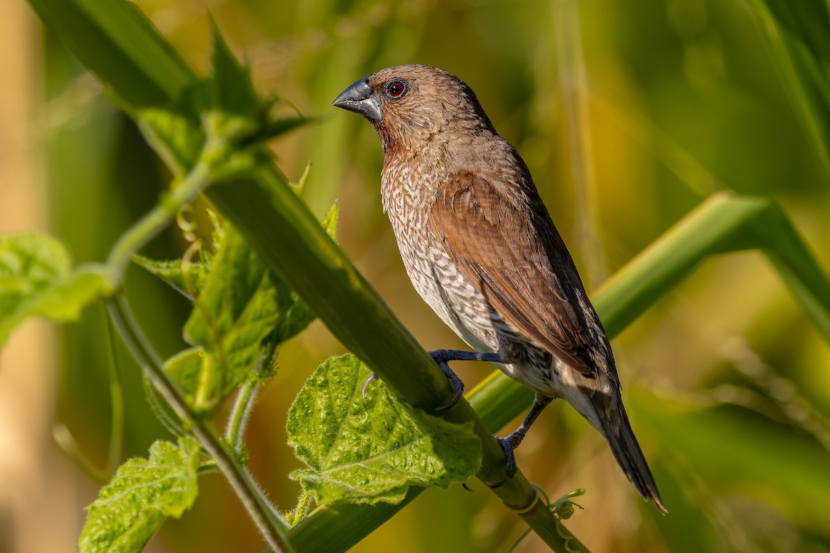 Scaly-breasted Munia - ML646166635