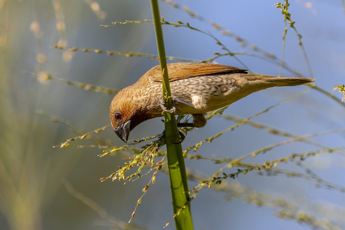 Scaly-breasted Munia - ML646166636