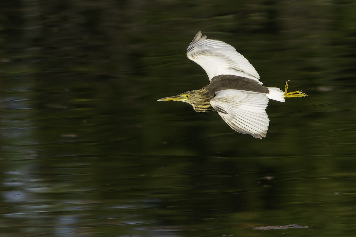 volavka čínská - ML646166637