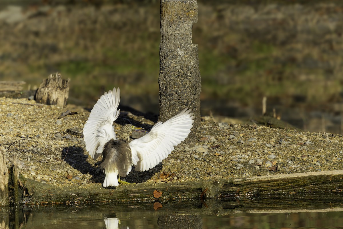 volavka čínská - ML646166638