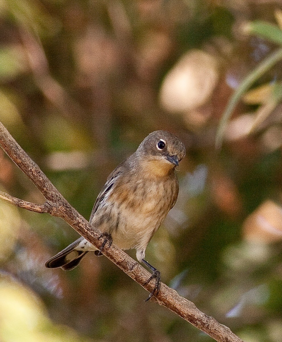 Yellow-rumped Warbler - ML646166639