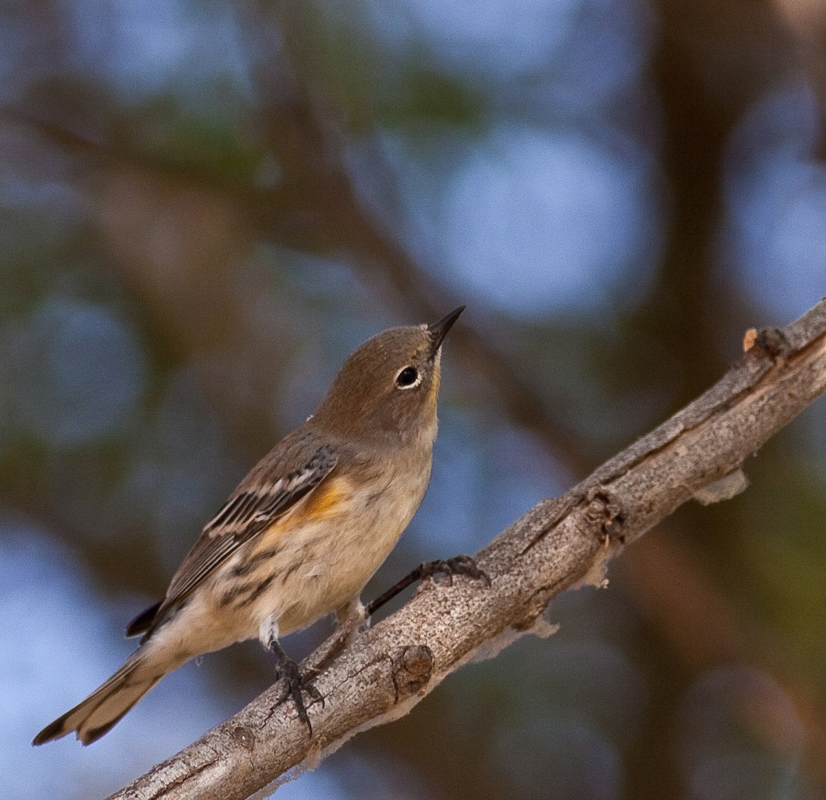 Yellow-rumped Warbler - ML646166640
