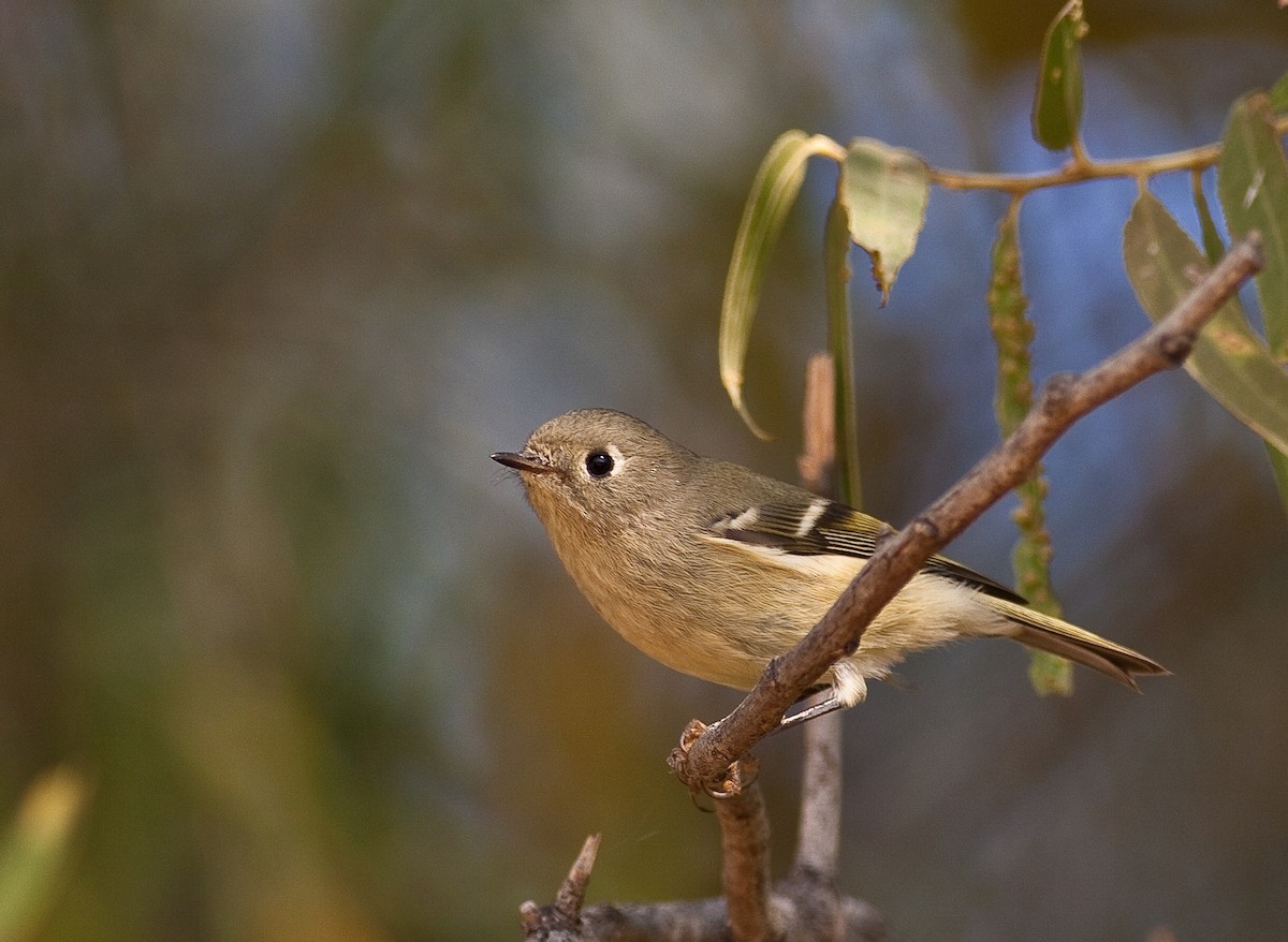 Ruby-crowned Kinglet - ML646166641