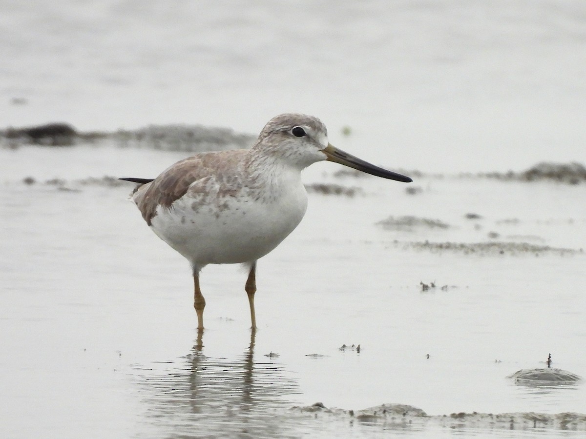 Nordmann's Greenshank - ML646166642