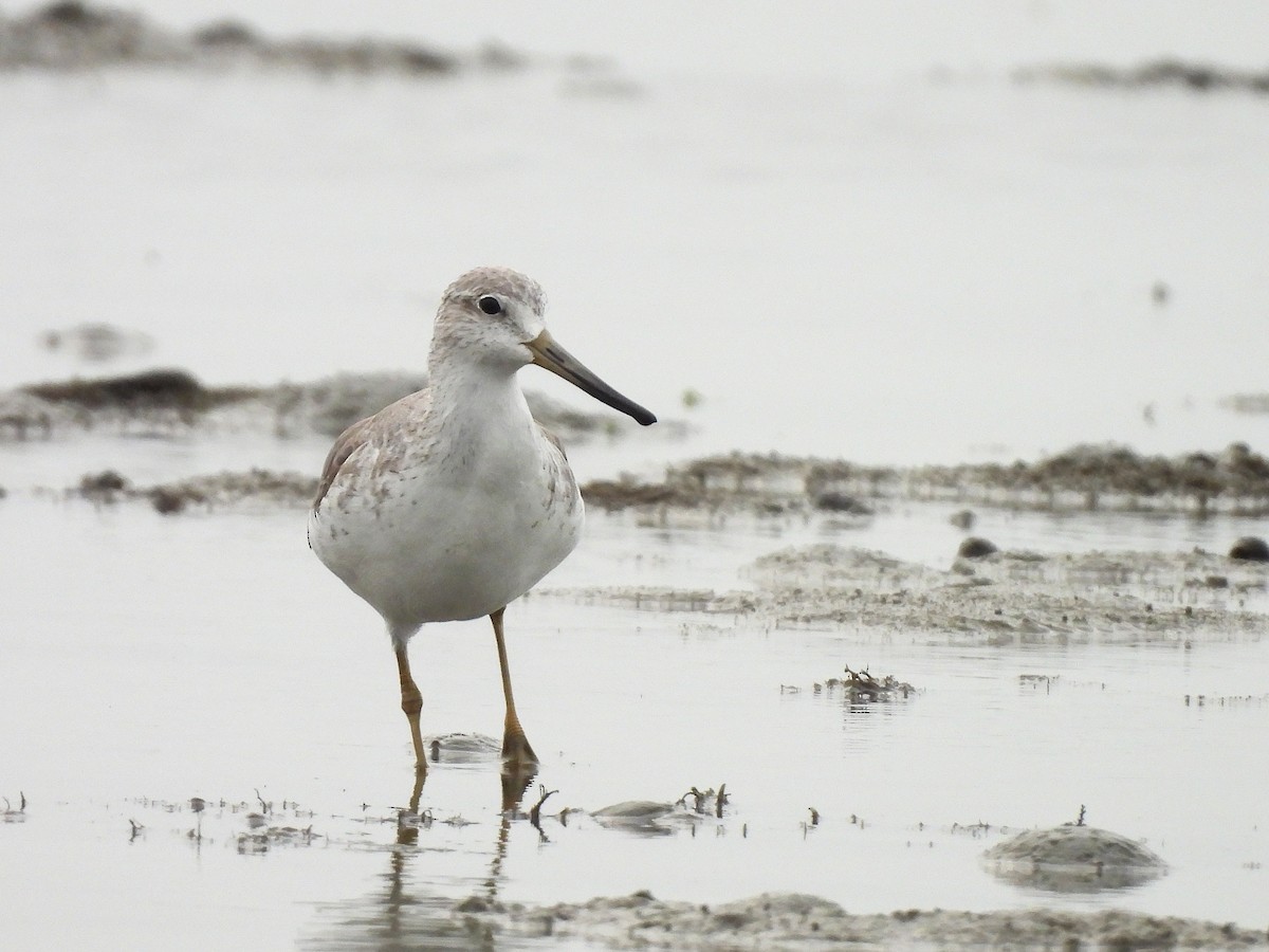 Nordmann's Greenshank - ML646166643
