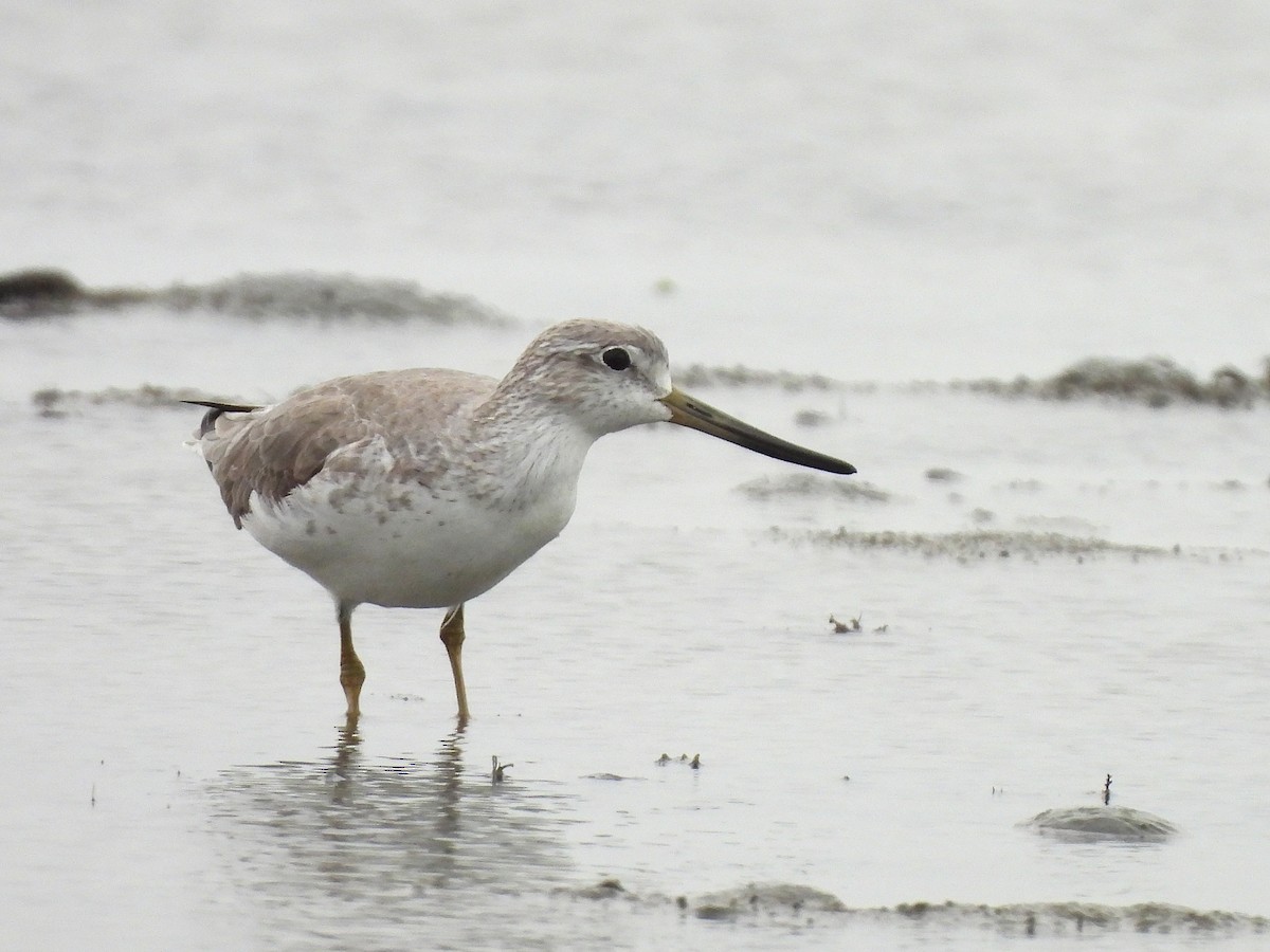 Nordmann's Greenshank - ML646166644