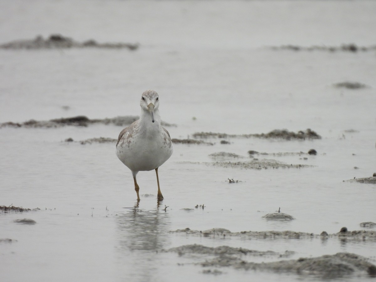 Nordmann's Greenshank - ML646166646