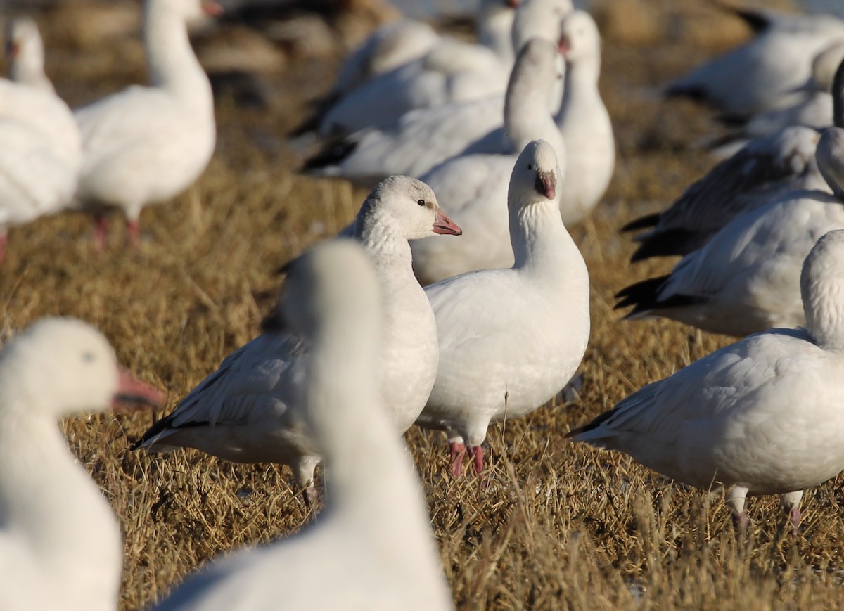 Ross's Goose - ML646166651